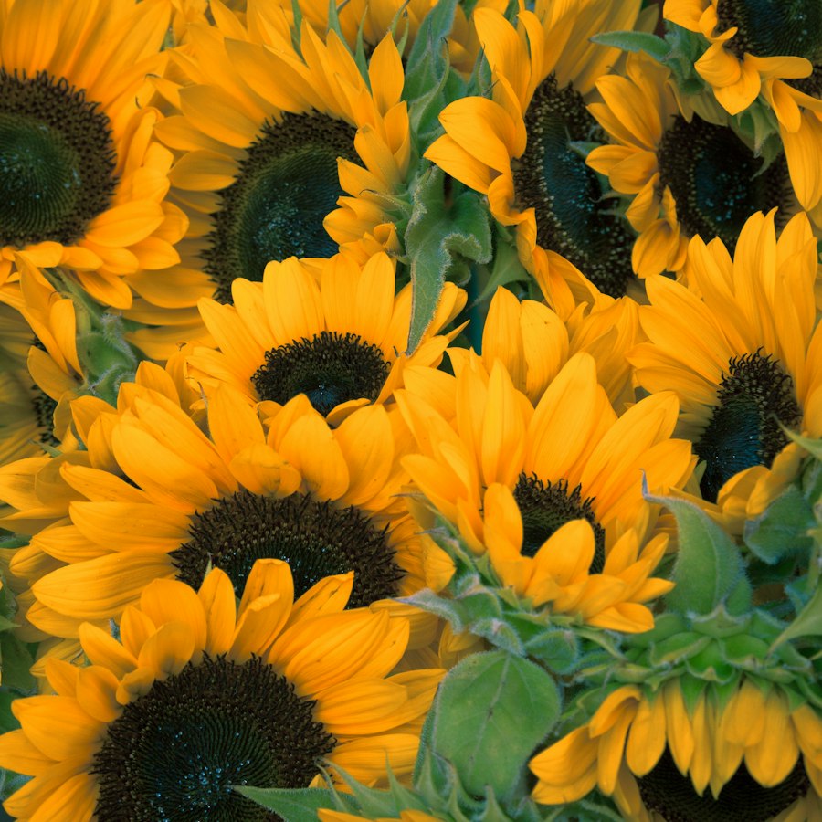Girasoles de Sol