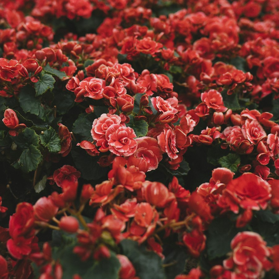 Jardín Rojo