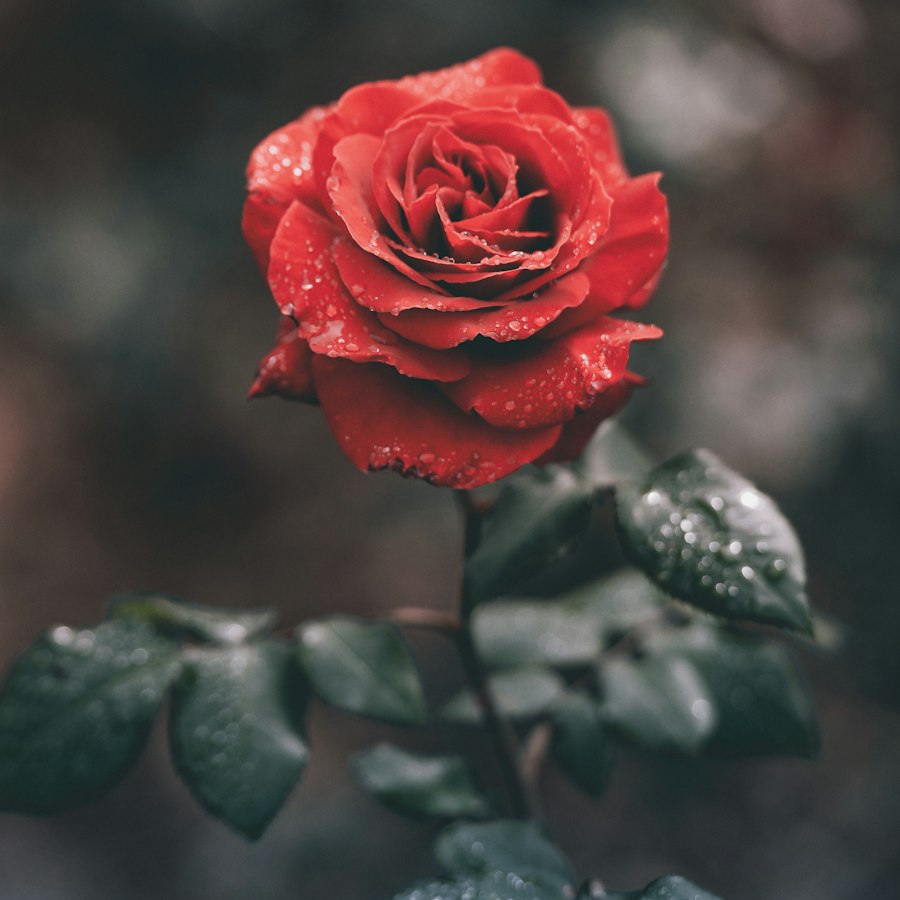 Rosa Eterna